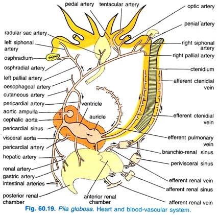 Pila globosa. Heart and blood vascular system