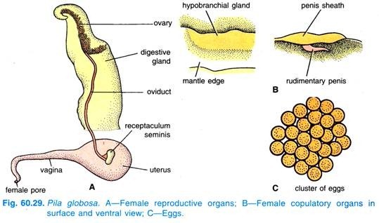 Pila globosa