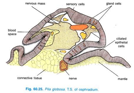 Pila Globosa. T.S. of osphradium