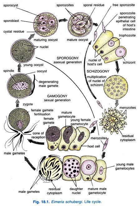 Eimeria Schubergi