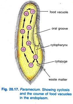 Paramecium. Zeigt die Zyklose und den Verlauf der Nahrungsvakuolen im Endoplasma