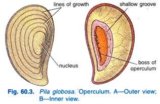 Pila globosa. Operculum