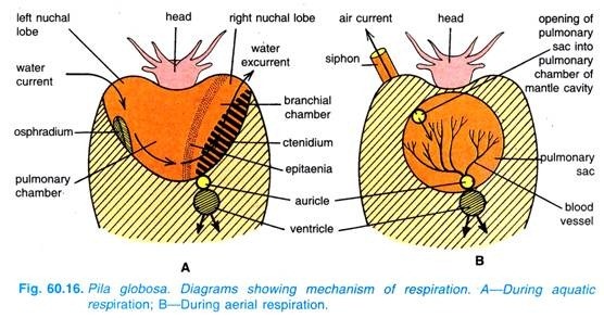 Pila globosa. Diagrams showing mechanism of respiration