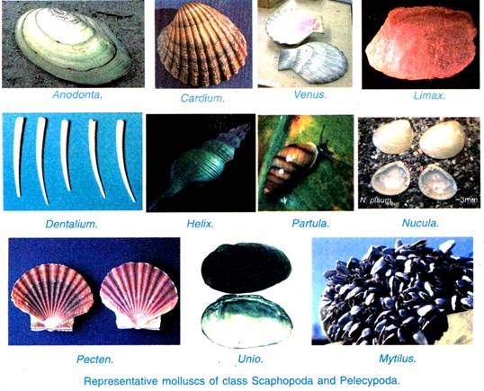 Representative molluscs of class scaphopoda and pelecypoda