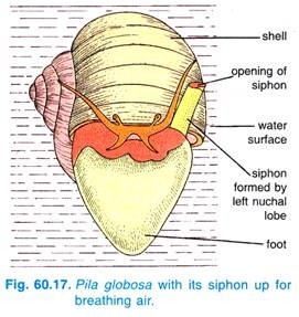 Pila globosa with its siphon up for breathing air