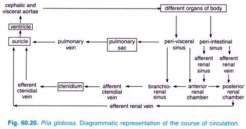 Pila globosa. Diagrammatic representation of the course of circulation