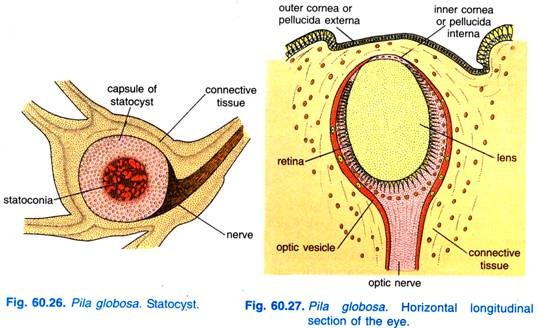 Pila globosa. Statocyst and Horizontal longitudinal section of the eye