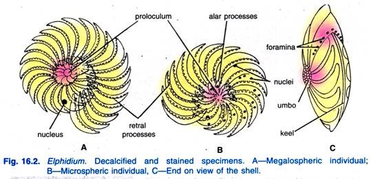 Elphidium