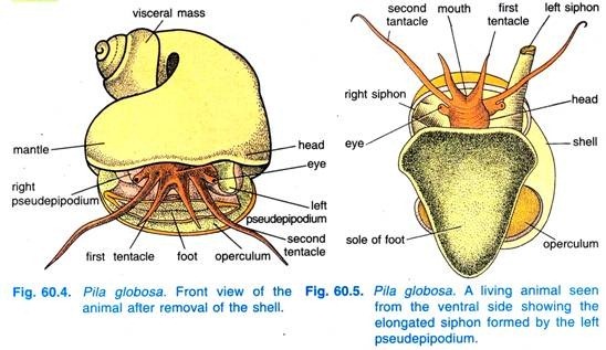 Pila globosa. Front view of the animal after removal of the shell