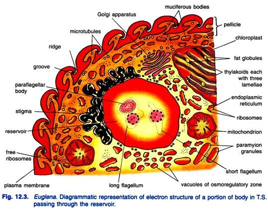  Euglena 