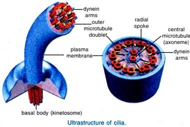 Ultrastructure of cilia