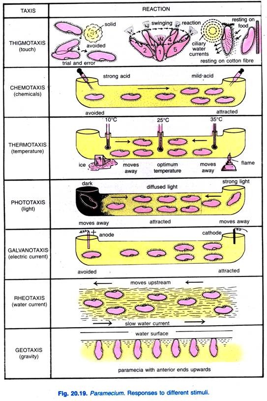 Paramecium. Responses to different stimuli