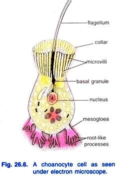 A choanocyte cell as seen under electron microscope