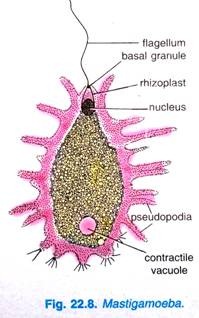 Mastigamoeba 