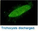 Trichocysten ontladen