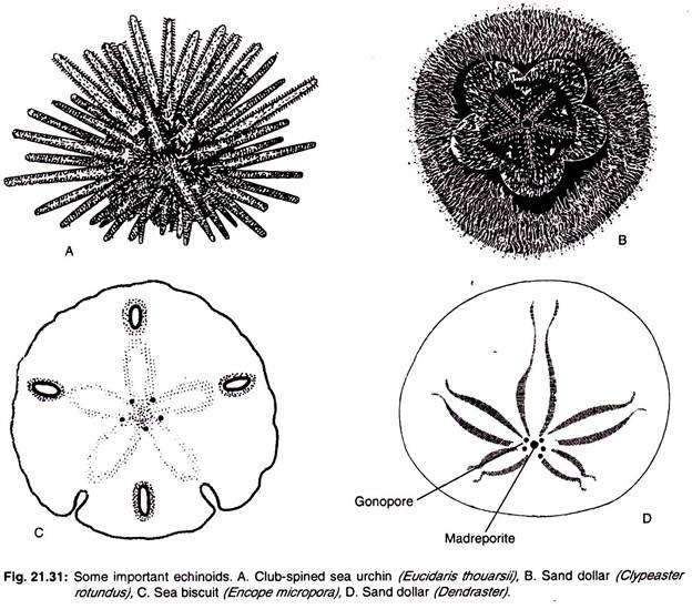 Some important echinoids