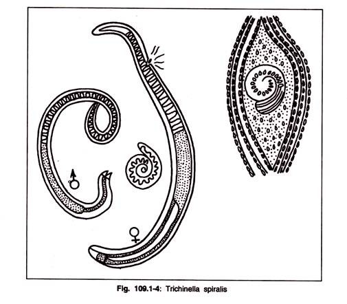 Trichinella Spiralis