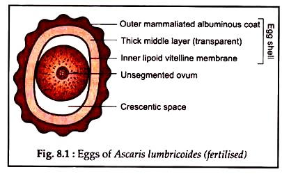 Eggs of Ascaris Lumbricoides