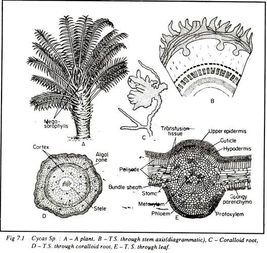 Cycas Sp.