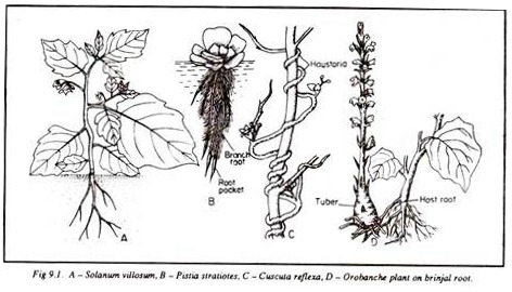Solanum Villosum, Pistia Straiotes, Cuscuta Reflexa, Orobanche Plant