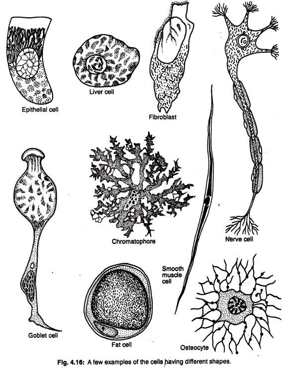 A few examples of the cells having different shapes