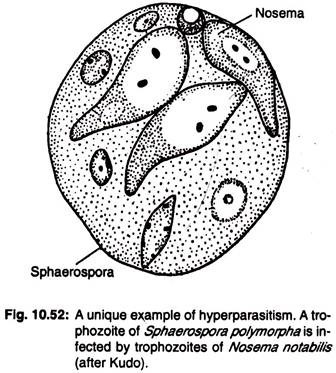 A unique example of hyperparasitism