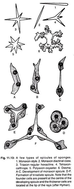 Few types of spicules of sponges