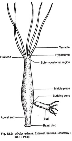 Hydra vulgaris