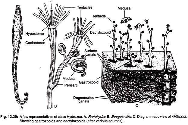 A few representatives of class hydrozoa