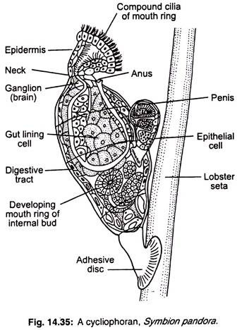 A cycliophoran, symbion pandora