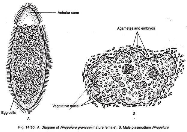 Rhopalura granosa and male plasmodium rhopalura