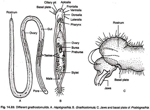 Different gnathostomulids