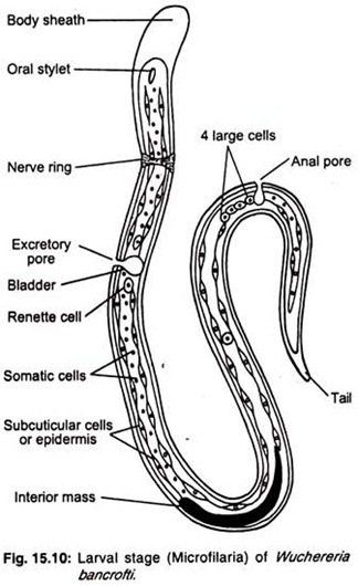 Larval stage of wuchereria bancrofti