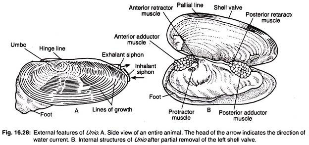 External features of Unio