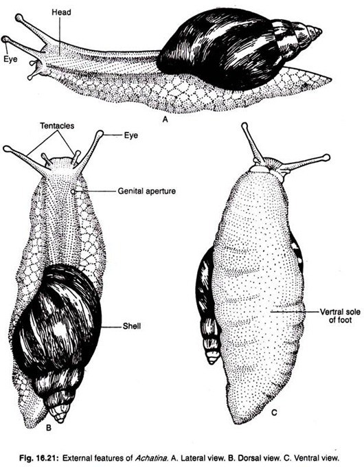 External features of achatina