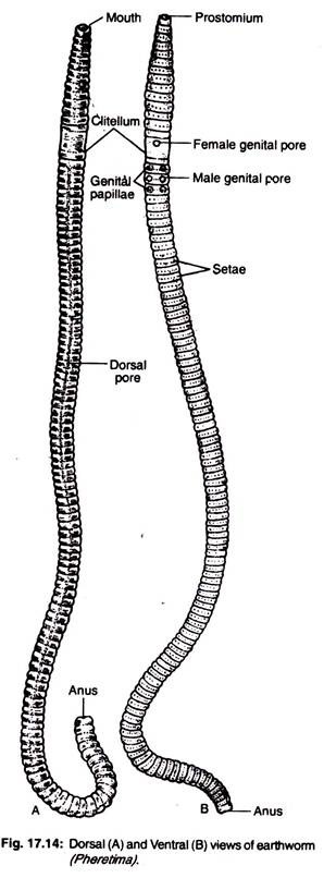 Dorsal and ventral views of earthworm 