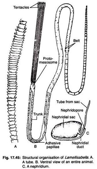 Structural organisation of lamellisabella