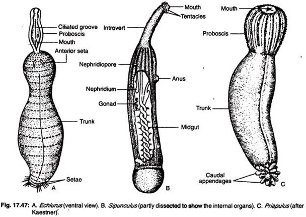 Echiurus, Sipunculus and Priapulus