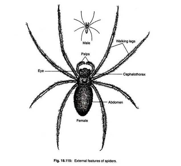 External features of spiders