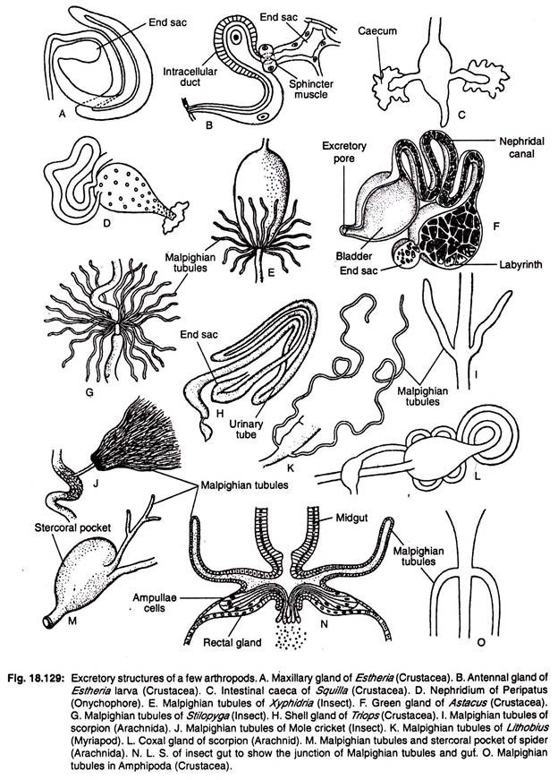 Excretory structures of a few arthropods