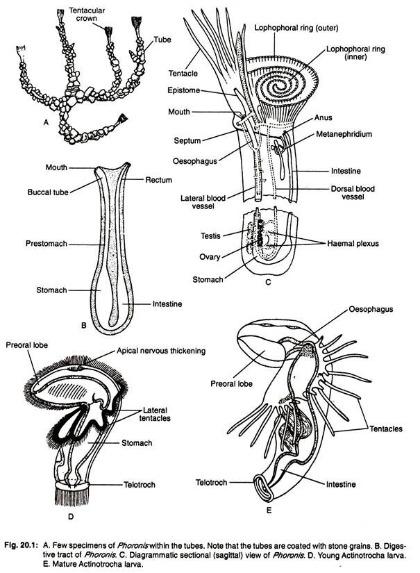 Few specimens of phoronis with in the tubes