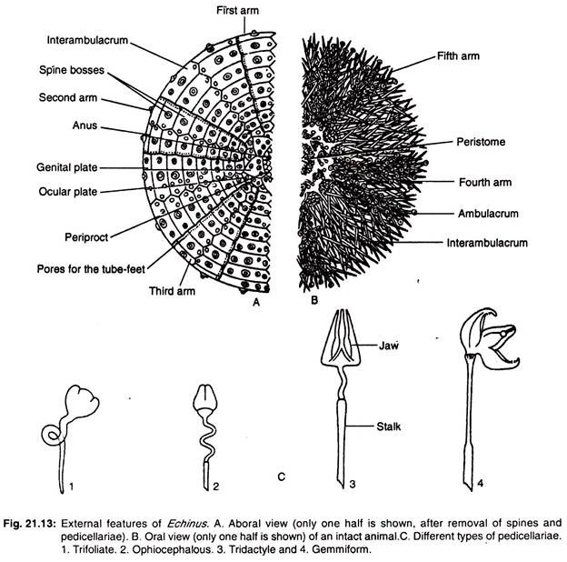 External features of echinus