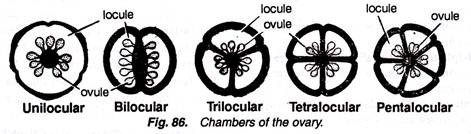 Chambers of the Ovary