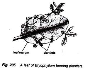 A Leaf of Bryophyllum Bearing Plantlets