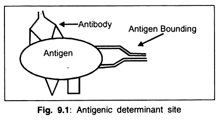 Antigenic Determinant Site