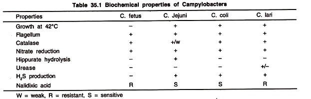 Biochemical Properties of Campylobacters