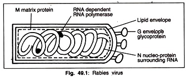 Rabies Virus