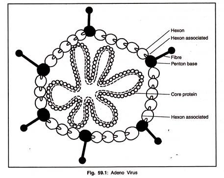 Adeno Virus