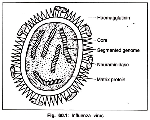 Influenza Virus