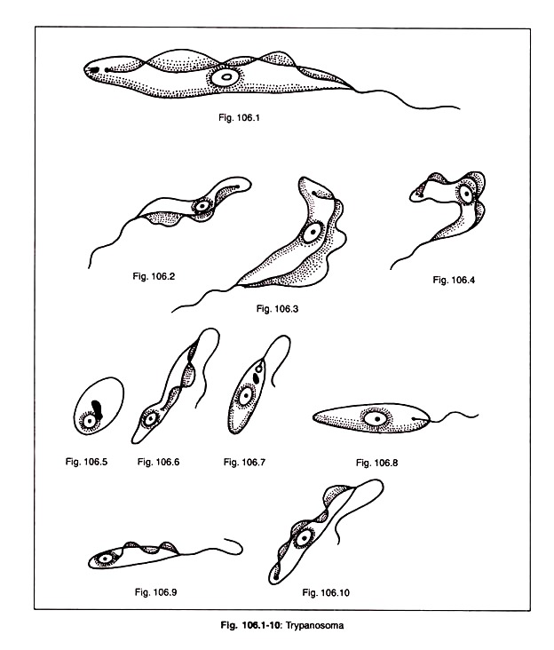 Trypanosoma